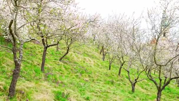 開花する枝は花を覆い 絵のように美しいプラハの街並みは春です 開花リンゴ公園太陽の光の中でペトリン 高品質4K映像 — ストック動画