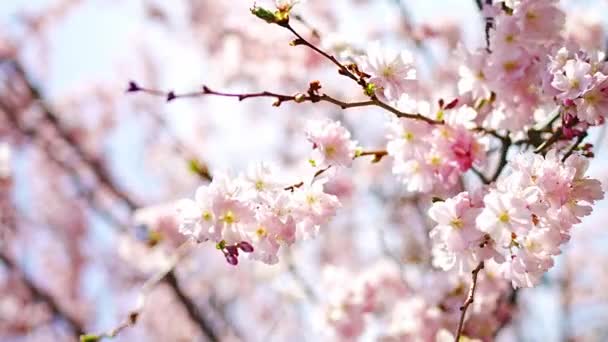 Kwitnące Gałązki Wiśni Jasny Słoneczny Dzień Parku Wiosennym Pradze Wczesnym — Wideo stockowe