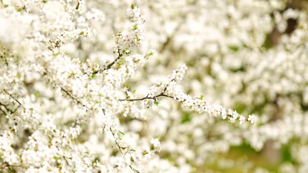 Florecientes Ramas Manzano Día Soleado Brillante Parque Primavera Praga Madrugada — Vídeos de Stock