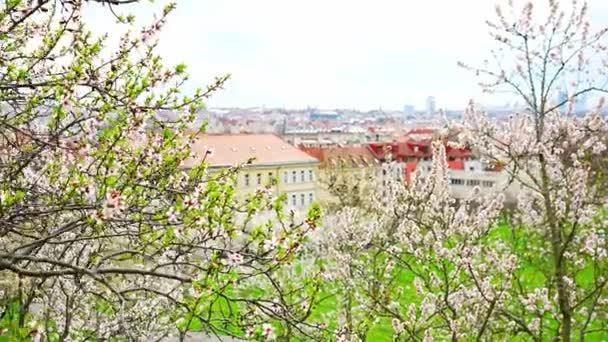 Blühende Zweige Bedecken Blumen Malerisches Stadtbild Prag Frühling Blühender Apfelpark — Stockvideo