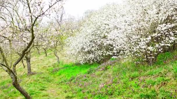 Blühende Zweige Bedecken Blumen Malerisches Stadtbild Prag Frühling Blühender Apfelpark — Stockvideo