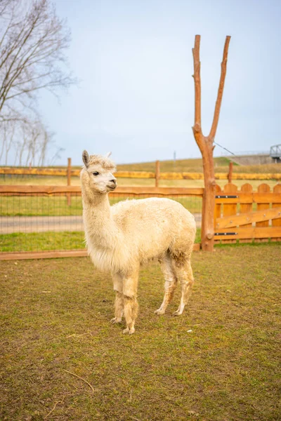 Lamas Kontakt Zoo Mit Haustieren Und Menschen Zelcin Tschechische Republik — Stockfoto