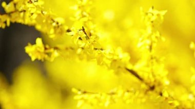 Forsythia çalıları sarı çiçekler açtı. Prag, Avrupa 'da ilkbahar zamanı Forsythia ağacı çiçekleri. Yüksek kalite 4k görüntü