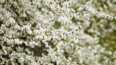 Parlak güneşli bir günde, Prag 'daki bahar parkında sabah erken saatlerde çiçek açan elma ağacı dalları. Yüksek kalite 4k görüntü