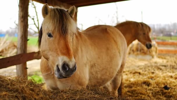 Cavalo Fiorde Cavalo Fiorde Norueguês Cavalo Num Estábulo Comer Feno — Vídeo de Stock