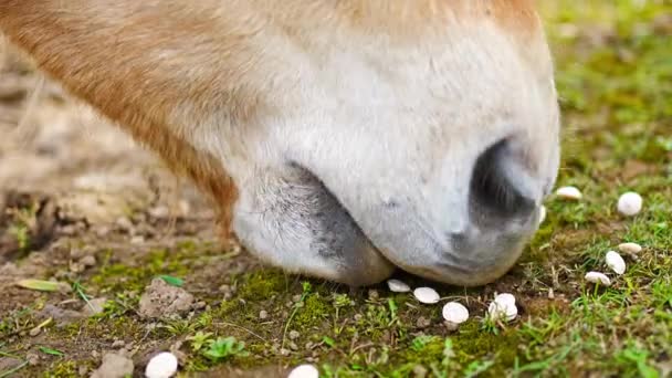 Cavalo Comendo Alimentos Compostos Prensados Contato Zoológico Zelcin República Checa — Vídeo de Stock