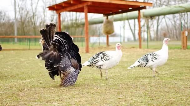Black Turkey Birds Contact Zoo Zelcin Czech Republic High Quality — Stock Video