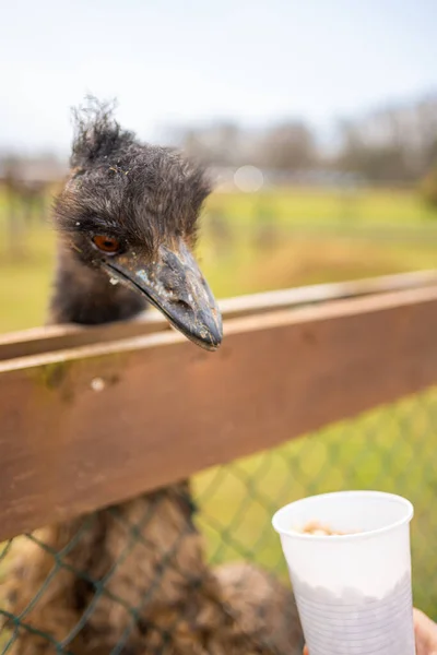 捷克共和国塞尔钦动物园里饲养鸵鸟的人与家畜和人接触 高质量的照片 — 图库照片