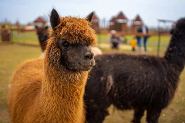Lamas in contact zoo with domestic animals and people in Zelcin, Czech republic. High quality photo