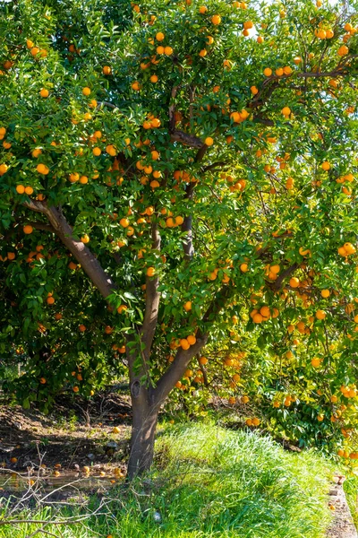 Naranja Orgánico Fresco Maduro Colgado Naranjo Lleno Frutas Antalya Turquía — Foto de Stock