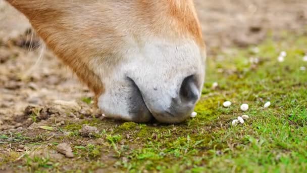 Cavalo Comendo Alimentos Compostos Prensados Contato Zoológico Zelcin República Checa — Vídeo de Stock