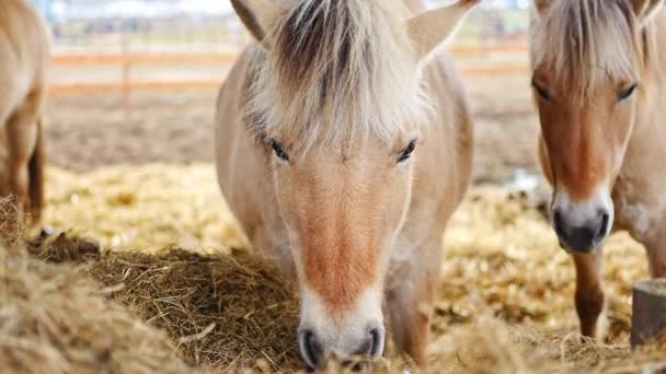 Cavalo Fiorde Cavalo Fiorde Norueguês Cavalo Num Estábulo Comer Feno — Vídeo de Stock