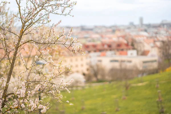 Kwitnące Gałęzie Pokrywały Kwiaty Malowniczy Pejzaż Pragi Wiosną Kwitnący Jabłkowy — Zdjęcie stockowe