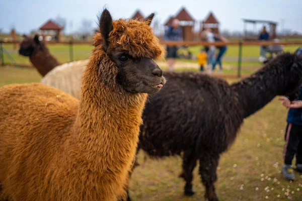 Lamas in contact zoo with domestic animals and people in Zelcin, Czech republic. High quality photo