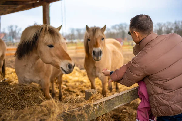 People feeding horses in contact zoo with domestic animals and people in Zelcin, Czech republic. High quality photo
