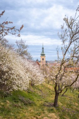 Çiçek açan dallar, ilkbahar zamanı Prag 'ın pitoresk şehir manzarası. Çiçekli elma parkı Petrin güneş ışığında. Yüksek kalite fotoğraf