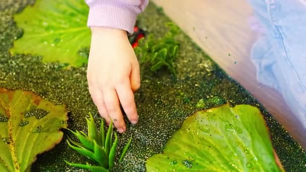 植物のモデルと緑染めのチアの種の手作り沼で遊んで女の子 感覚の発達と経験 子供とのテーマ活動 優れた運動能力の開発 — ストック動画