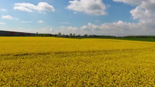 捷克共和国农村春天的空中无人侦察机俯瞰着盛开的黄色油菜籽田 高质量的4K镜头 — 图库视频影像
