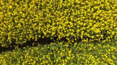 İlkbahar insansız hava aracı manzarası Çek Cumhuriyeti kırsalında sarı kolza tohumu tarlaları açıyor. Yüksek kalite 4k görüntü