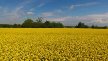 İlkbahar insansız hava aracı manzarası Çek Cumhuriyeti kırsalında sarı kolza tohumu tarlaları açıyor. Yüksek kalite 4k görüntü