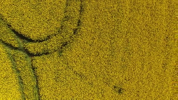 Vista Aérea Primavera Del Dron Paisaje Que Florece Campos Colza — Vídeos de Stock