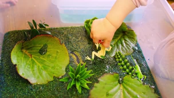 Маленькая Девочка Играет Ручном Болоте Зеленых Семян Цыплят Насекомыми Рыбой — стоковое видео
