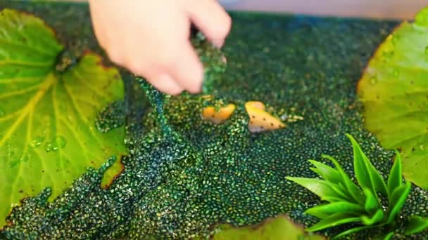 小女孩与昆虫 鱼和植物模型一起玩手工制作的绿叶奇亚种子沼泽游戏 感官发展和经验 与儿童的主题活动 精细运动技能发展 — 图库视频影像