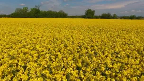 Wiosenny Widok Lotu Ptaka Krajobraz Kwitnący Żółte Pola Rzepaku Okolicy — Wideo stockowe