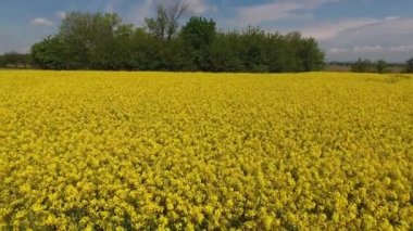 İlkbahar insansız hava aracı manzarası Çek Cumhuriyeti kırsalında sarı kolza tohumu tarlaları açıyor. Yüksek kalite 4k görüntü