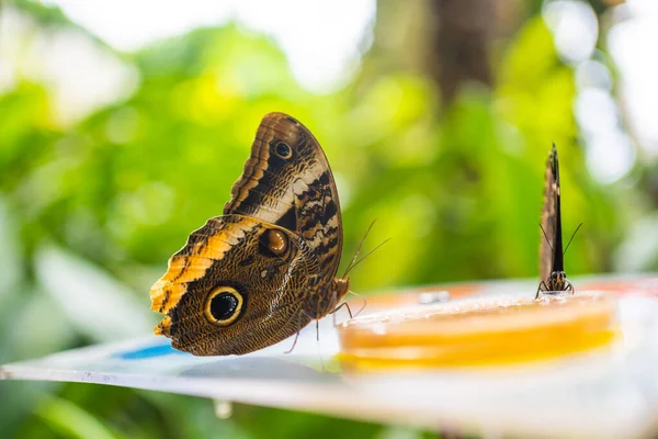 Zbliżenie Pięknych Brązowych Niebieskich Tropikalnych Motyli Jedzących Owoce Ogrodzie Botanicznym — Zdjęcie stockowe