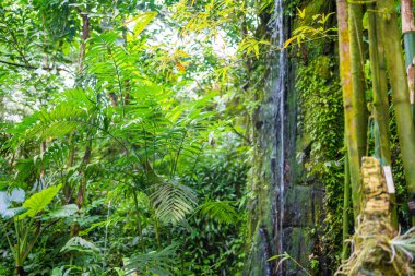 Prag, Prag 'daki Botanik Bahçesi' nde tropik bitkiler ve şelaleli dev seranın içi. Yüksek kalite fotoğraf