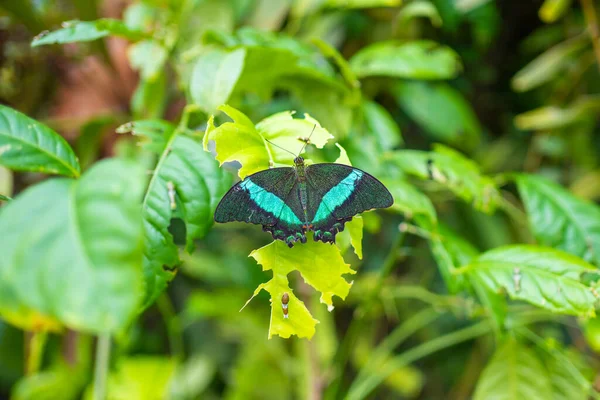 Piękny Motyl Tropikalnym Lesie Ogrodu Botanicznego Pradze Europie Wysokiej Jakości — Zdjęcie stockowe