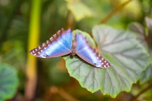 프라하의 가든에서 파란색의 아름다운 나비를 가까이 수있다 고품질 — 스톡 사진