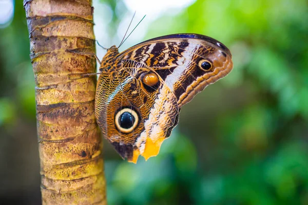 Nahaufnahme Eines Wunderschönen Braunen Und Blauen Tropischen Schmetterlings Botanischen Garten — Stockfoto