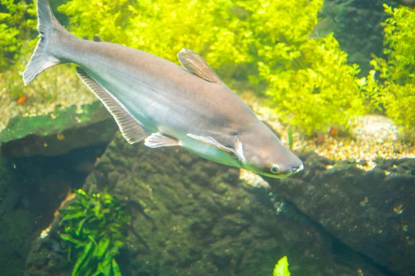 欧洲布拉格植物园水族馆里的鱼 高质量的照片 — 图库照片