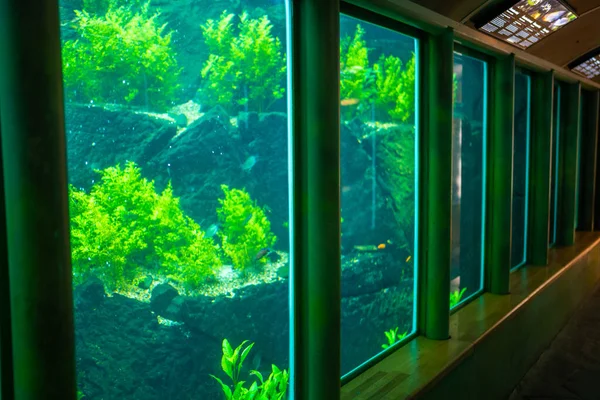 Fisk Akvarium Botaniska Trädgården Prag Europa Högkvalitativt Foto — Stockfoto