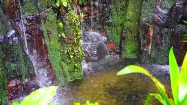 Prag, Prag 'daki Botanik Bahçesi' nde tropik bitkiler ve şelaleli dev seranın içi. Yüksek kalite 4k görüntü