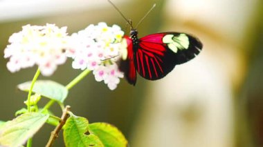 Prag, Avrupa 'daki Botanik Bahçesi' nin tropikal ormanlarındaki güzel kelebek. Yüksek kalite 4k görüntü