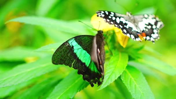 Hermosa Mariposa Bosque Tropical Del Jardín Botánico Praga Europa Imágenes — Vídeo de stock