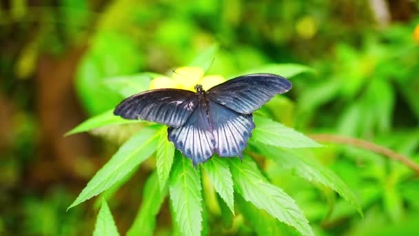 Hermosa Mariposa Bosque Tropical Del Jardín Botánico Praga Europa Imágenes — Vídeos de Stock