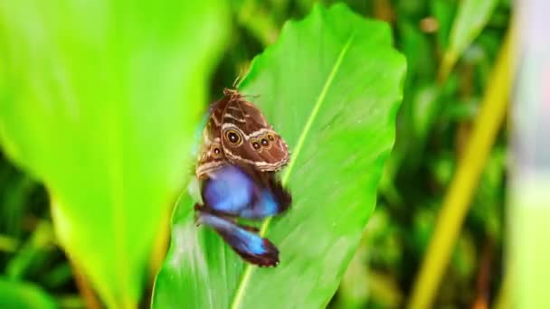 在欧洲布拉格植物园的美丽的褐色和蓝色热带蝴蝶的近景 高质量的4K镜头 — 图库视频影像