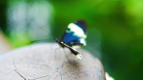 Beautiful Butterfly Tropical Forest Botanic Garden Prague Europe High Quality — Stock Video