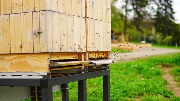 Bijenkorf Met Vliegende Bijen Botanische Tuin Praag Tsjechië Hoge Kwaliteit — Stockvideo