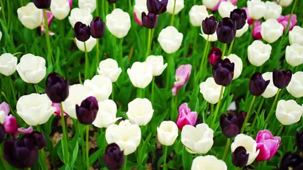 Campo Hermosos Tulipanes Diferentes Variedades Diferentes Colores Vibrantes Que Florecen — Vídeos de Stock