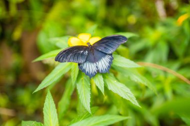 Prag, Avrupa 'daki Botanik Bahçesi' nin tropikal ormanlarındaki güzel kelebek. Yüksek kalite fotoğraf