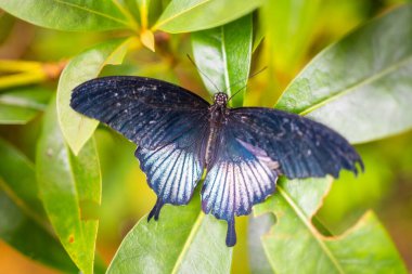 Prag, Avrupa 'daki Botanik Bahçesi' nin tropikal ormanlarındaki güzel kelebek. Yüksek kalite fotoğraf