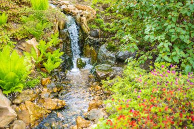 Japon bahçesi Prag 'daki botanik bahçesinin bir parçasıdır. Yüksek kalite fotoğraf