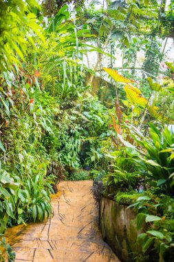 Prag, Avrupa 'daki Botanik Bahçesi' nde tropik bitkilerle dolu dev seranın içi. Yüksek kalite fotoğraf