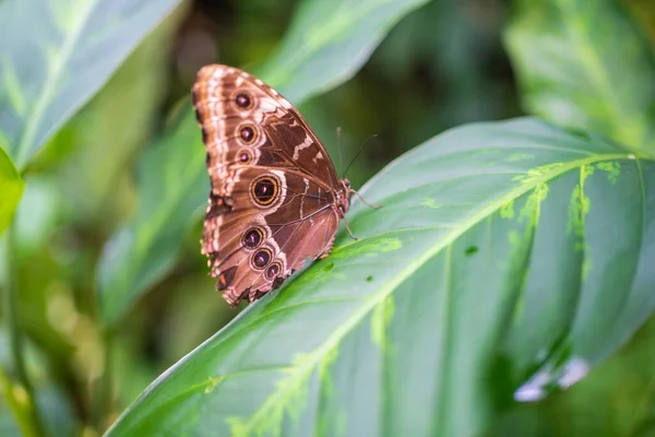 Zbliżenie Pięknego Brązowego Niebieskiego Tropikalnego Motyla Ogrodzie Botanicznym Praga Europa — Zdjęcie stockowe