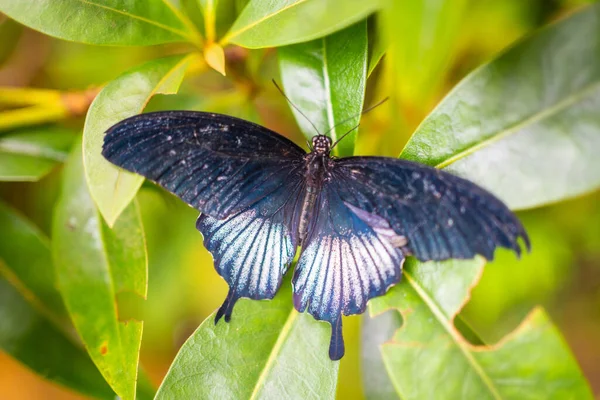 Красивая Бабочка Тропическом Лесу Ботанического Сада Праге Европа Высокое Качество — стоковое фото
